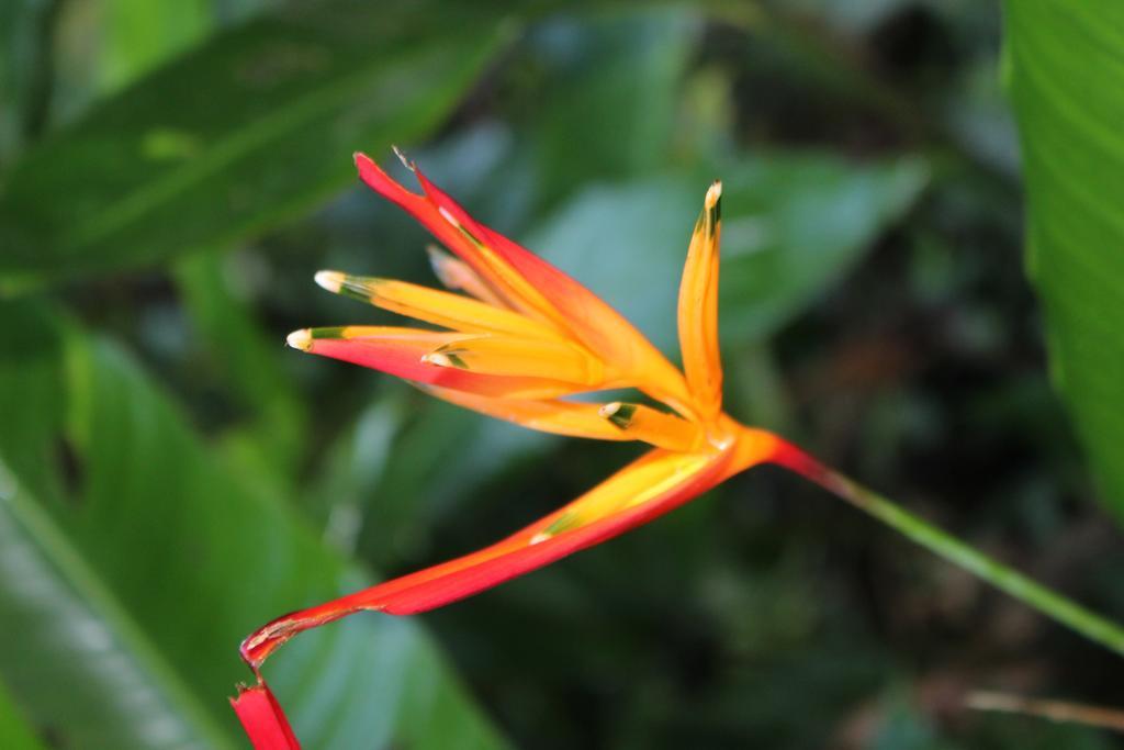 K'Erenda Homet Reserva Natural Puerto Maldonado Zewnętrze zdjęcie
