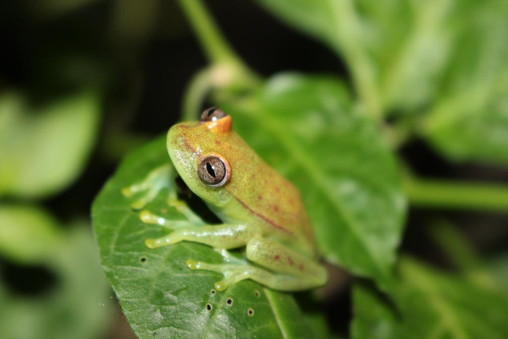 K'Erenda Homet Reserva Natural Puerto Maldonado Zewnętrze zdjęcie