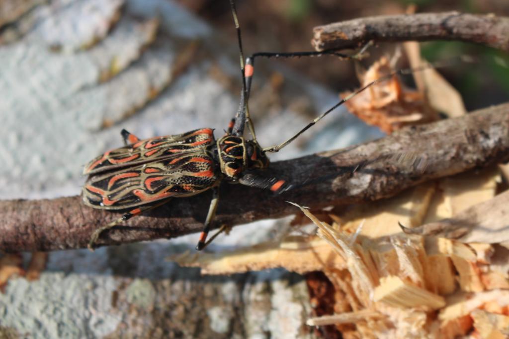 K'Erenda Homet Reserva Natural Puerto Maldonado Zewnętrze zdjęcie